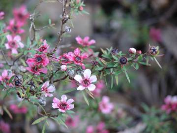 Fotografia da espécie Leptospermum scoparium