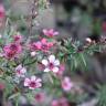 Fotografia 13 da espécie Leptospermum scoparium do Jardim Botânico UTAD