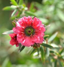 Fotografia da espécie Leptospermum scoparium