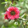 Fotografia 14 da espécie Leptospermum scoparium do Jardim Botânico UTAD