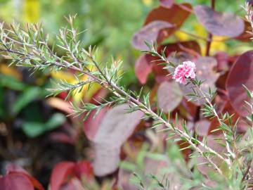 Fotografia da espécie Leptospermum scoparium