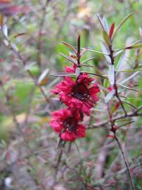 Fotografia da espécie Leptospermum scoparium