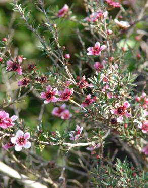 Fotografia 17 da espécie Leptospermum scoparium no Jardim Botânico UTAD