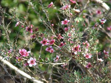 Fotografia da espécie Leptospermum scoparium