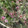 Fotografia 17 da espécie Leptospermum scoparium do Jardim Botânico UTAD
