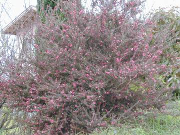 Fotografia da espécie Leptospermum scoparium