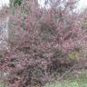 Fotografia 18 da espécie Leptospermum scoparium do Jardim Botânico UTAD