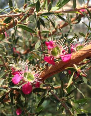 Fotografia 19 da espécie Leptospermum scoparium no Jardim Botânico UTAD