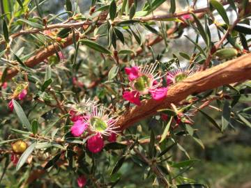 Fotografia da espécie Leptospermum scoparium