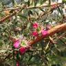 Fotografia 19 da espécie Leptospermum scoparium do Jardim Botânico UTAD