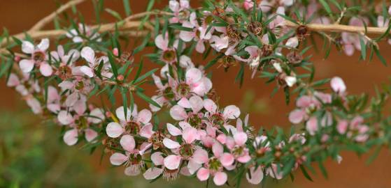 Fotografia da espécie Leptospermum scoparium