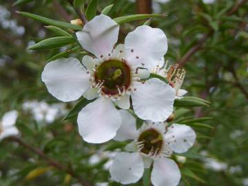 Fotografia da espécie Leptospermum scoparium