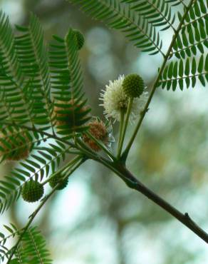 Fotografia 6 da espécie Leucaena leucocephala no Jardim Botânico UTAD