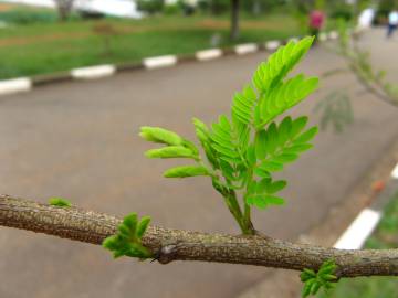 Fotografia da espécie Leucaena leucocephala