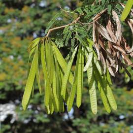 Fotografia da espécie Leucaena leucocephala