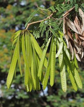 Fotografia 8 da espécie Leucaena leucocephala no Jardim Botânico UTAD