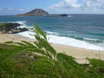 Fotografia da espécie Leucaena leucocephala