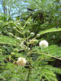 Fotografia da espécie Leucaena leucocephala