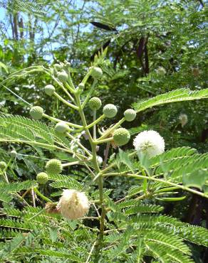 Fotografia 10 da espécie Leucaena leucocephala no Jardim Botânico UTAD