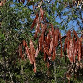 Fotografia da espécie Leucaena leucocephala