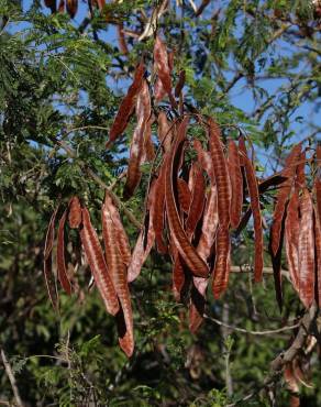 Fotografia 11 da espécie Leucaena leucocephala no Jardim Botânico UTAD