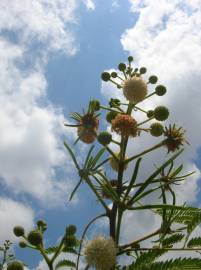 Fotografia da espécie Leucaena leucocephala