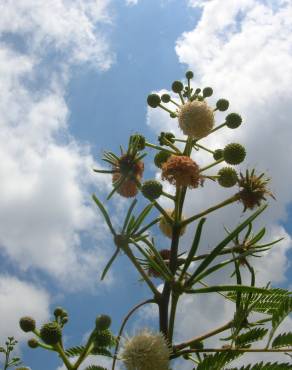 Fotografia 12 da espécie Leucaena leucocephala no Jardim Botânico UTAD