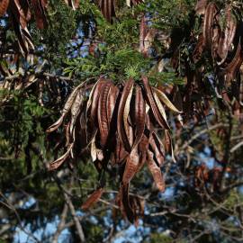 Fotografia da espécie Leucaena leucocephala