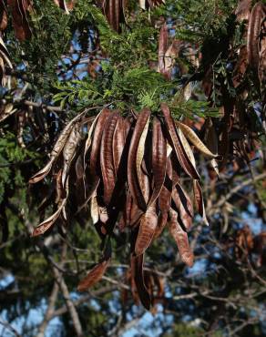 Fotografia 13 da espécie Leucaena leucocephala no Jardim Botânico UTAD