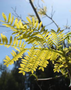 Fotografia 14 da espécie Leucaena leucocephala no Jardim Botânico UTAD