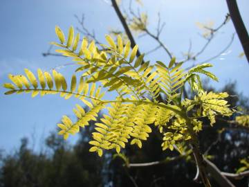 Fotografia da espécie Leucaena leucocephala