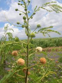 Fotografia da espécie Leucaena leucocephala