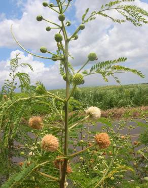 Fotografia 15 da espécie Leucaena leucocephala no Jardim Botânico UTAD