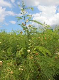 Fotografia da espécie Leucaena leucocephala