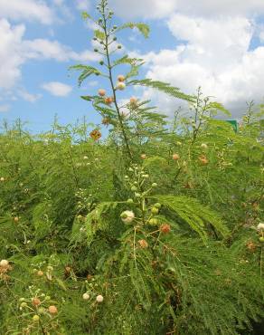 Fotografia 16 da espécie Leucaena leucocephala no Jardim Botânico UTAD