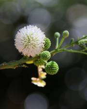 Fotografia da espécie Leucaena leucocephala