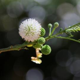 Fotografia da espécie Leucaena leucocephala