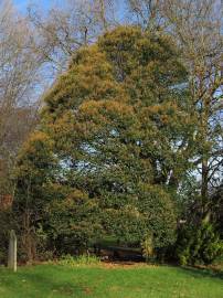 Fotografia da espécie Ligustrum lucidum