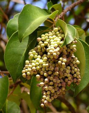 Fotografia 8 da espécie Ligustrum lucidum no Jardim Botânico UTAD