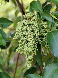 Fotografia da espécie Ligustrum lucidum