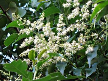 Fotografia da espécie Ligustrum lucidum