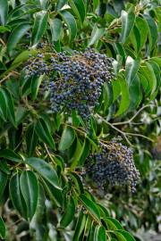 Fotografia da espécie Ligustrum lucidum