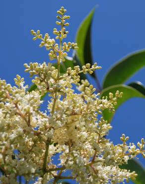 Fotografia 1 da espécie Ligustrum lucidum no Jardim Botânico UTAD