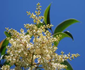 Fotografia da espécie Ligustrum lucidum