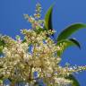 Fotografia 1 da espécie Ligustrum lucidum do Jardim Botânico UTAD