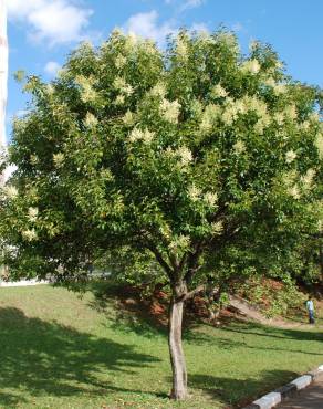 Fotografia 17 da espécie Ligustrum lucidum no Jardim Botânico UTAD