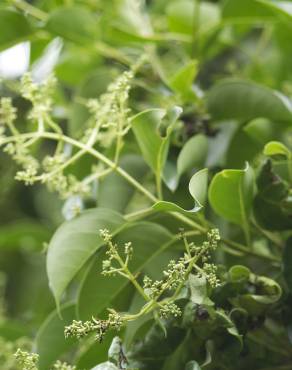 Fotografia 18 da espécie Ligustrum lucidum no Jardim Botânico UTAD