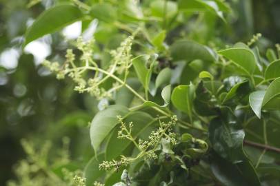 Fotografia da espécie Ligustrum lucidum