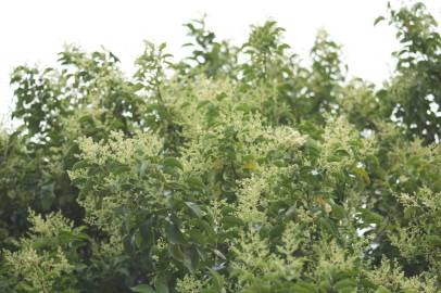 Fotografia da espécie Ligustrum lucidum