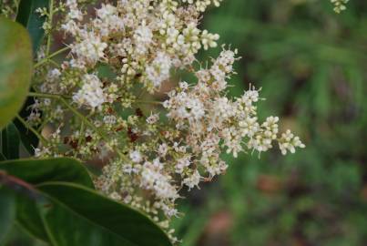 Fotografia da espécie Ligustrum lucidum